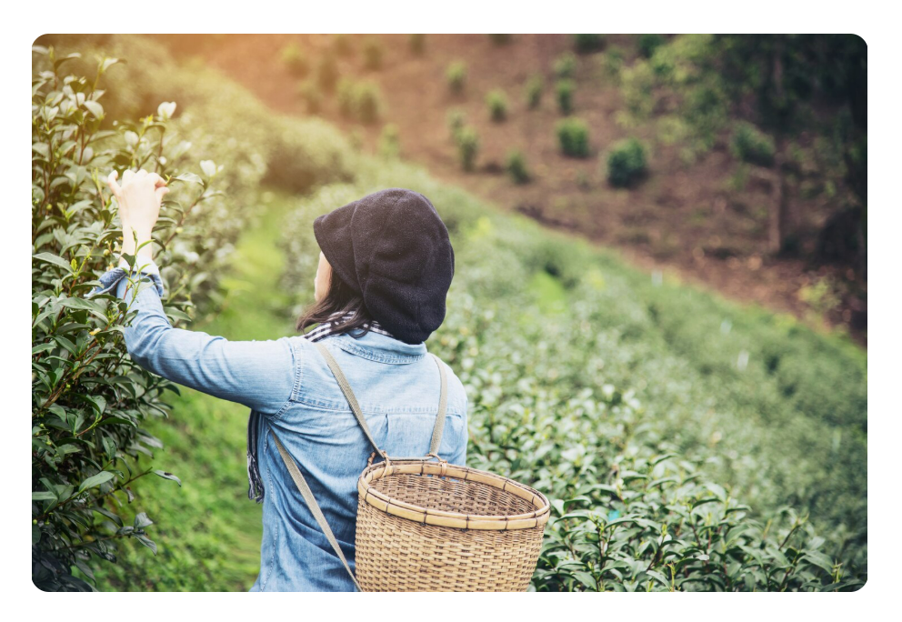 A Novel Approach for Detection of Tea Leaf Disease using  Deep Natural Networks